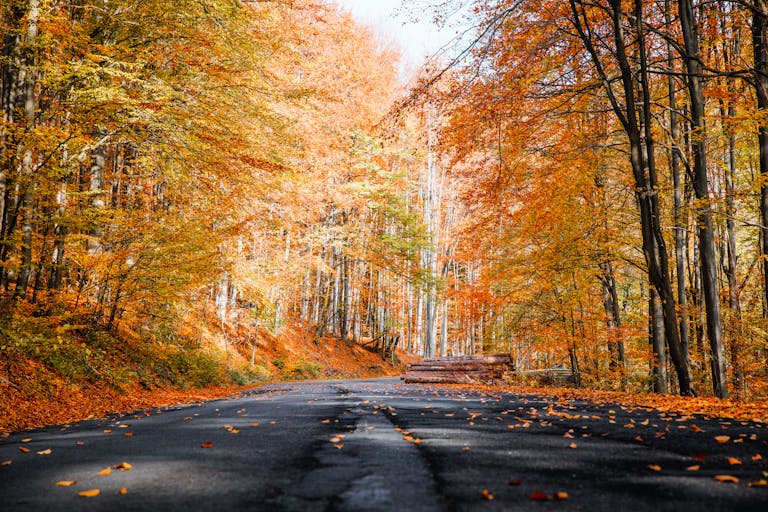 Photo of Roadway During Fall