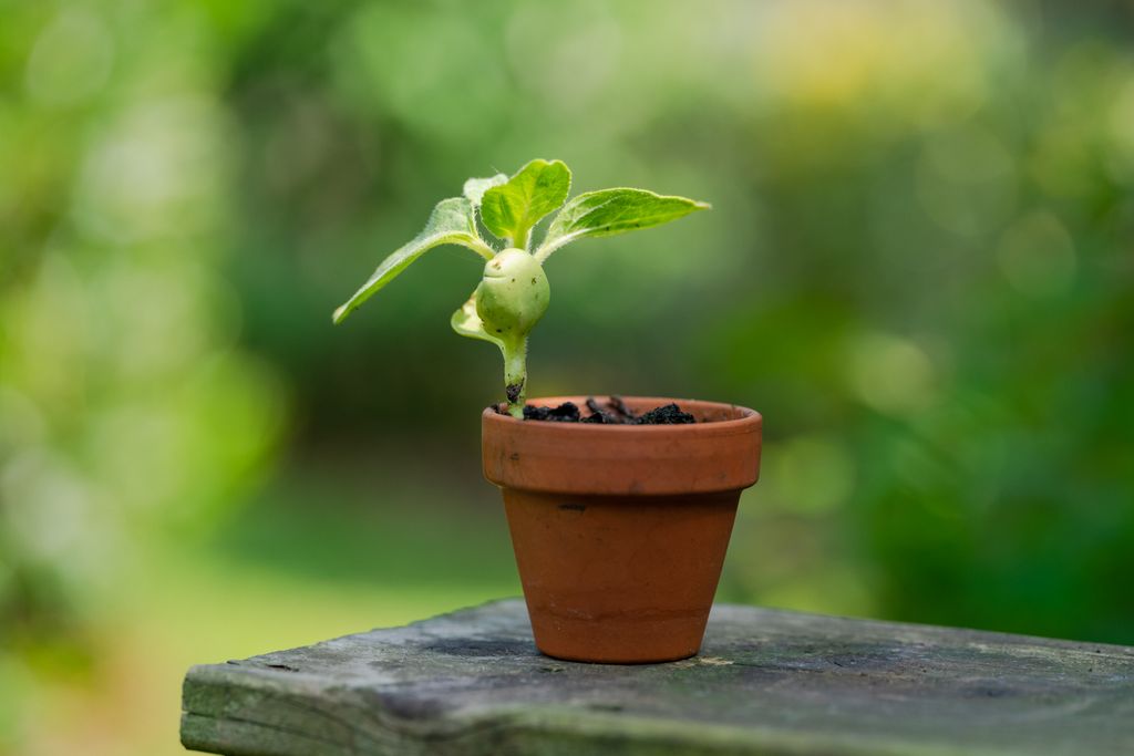 A small, green seedling growing in a clay pot against a vibrant outdoor background.