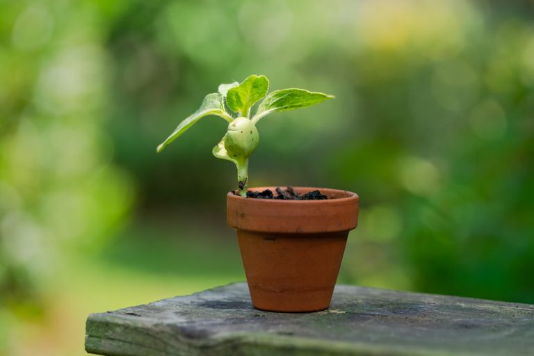 A small, green seedling growing in a clay pot against a vibrant outdoor background.